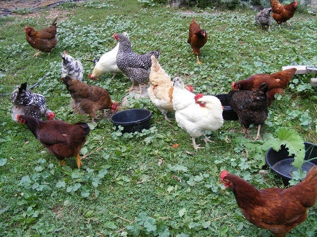 Hens for family