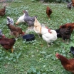 Hens for family
